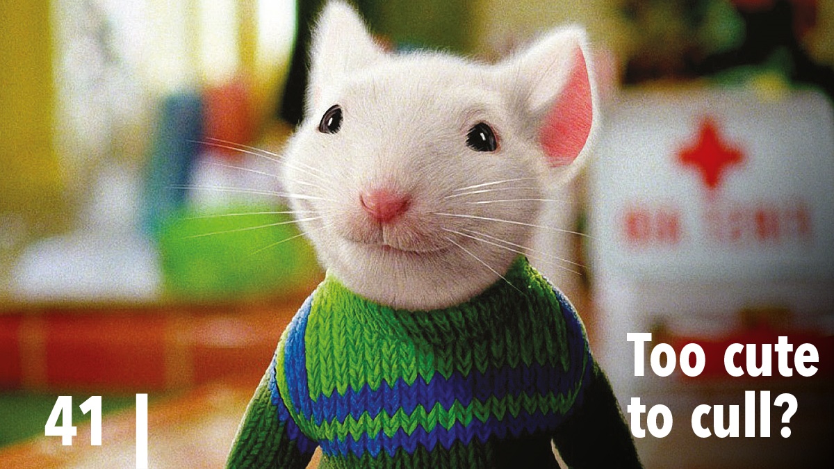 Too cute to cull Too cute to cull